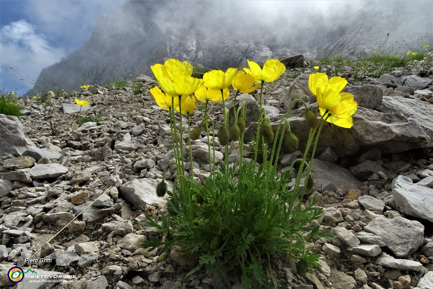 41 Papavero alpino (Papaver rhaetichum) nei macereti del Mandrone.JPG -                                